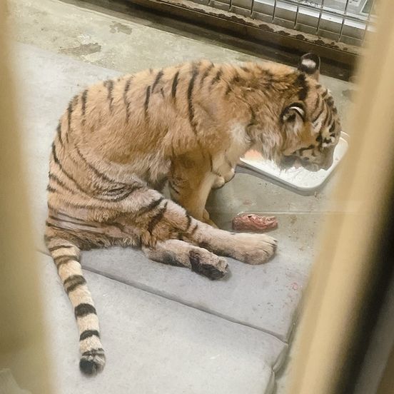 ▲日本殘疾東北虎可可亞17歲生日。（圖／翻攝自釧路市動物園官網）