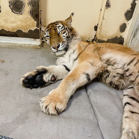 ▲日本殘疾東北虎可可亞17歲生日。（圖／翻攝自釧路市動物園官網）