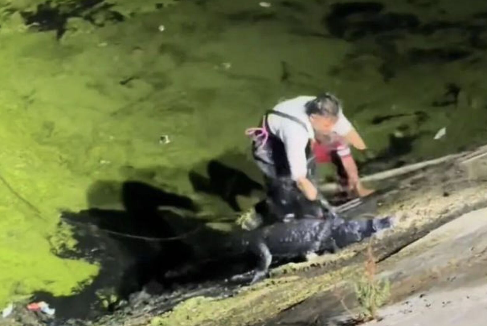 ▲水位降至一定程度後，鱷魚現身被其主人抓獲。（圖／翻攝揚子晚報）