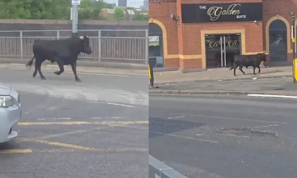 「逃出屠宰場」暴走牛市中心亂竄　獲動物中心安置：能安享晚年。 （圖／翻攝自X）