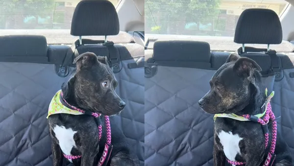 曾收養7個月被退回！狗狗發現自己「又回到收容所」　表情超心碎。（圖／翻攝自TikTok／juliesaraceno2）