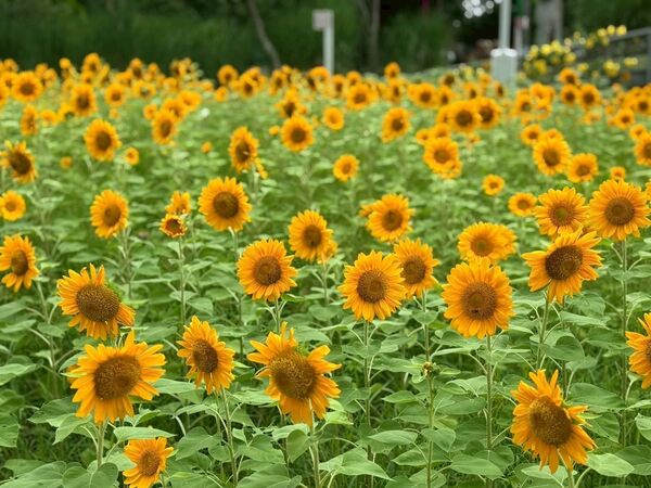 ▲▼台中中央公園與后里皆有向日葵花海。（圖／台中市政府提供）