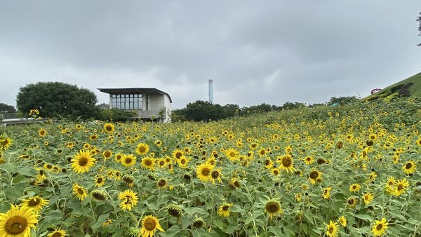 ▲▼台中中央公園與后里皆有向日葵花海。（圖／台中市政府提供）