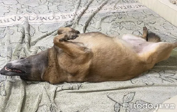 ▲。（圖／有點毛毛的／廖文瑞提供）