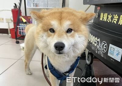 迷路阿柴超級萌!流浪到警所見波麗士就靠頭 桃園警急尋主人