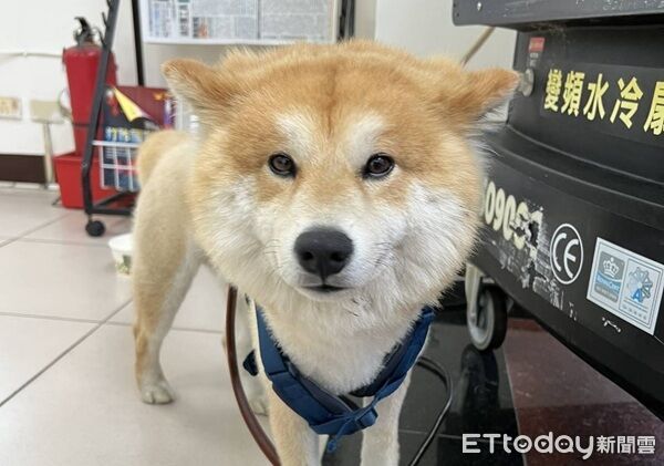 ▲迷路柴犬流浪到警所。（圖／桃園警分局提供）