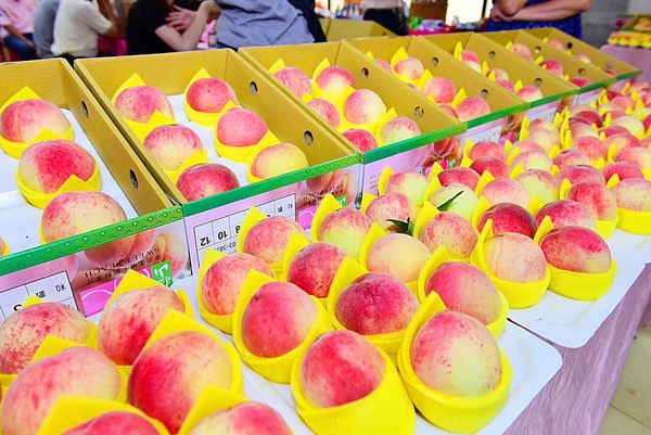 ▲市府農業局表示，近年已積極輔導並提升拉拉山水蜜桃品質，提供消費者選購優質水蜜桃。（資料照／市府農業局提供）