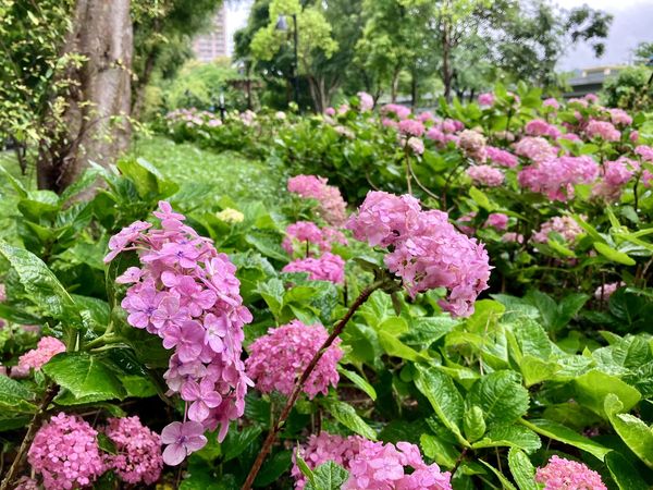 ▲新北樹林的「草花植生公園」近期繡球花已綻放。（圖／翻攝自賞花快報）