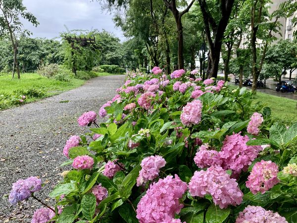 ▲新北樹林的「草花植生公園」近期繡球花已綻放。（圖／翻攝自賞花快報）