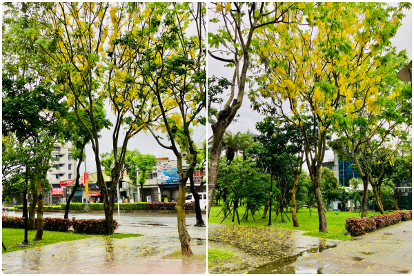 ▲新北樹林的「草花植生公園」近期繡球花已綻放。（圖／翻攝自賞花快報）