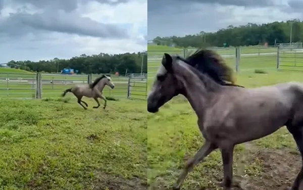 一輩子關在黑暗籠中　受虐馬「第一次體會自由」草地上開心狂奔。（圖／翻攝自Polk County Sheriff`s Office）