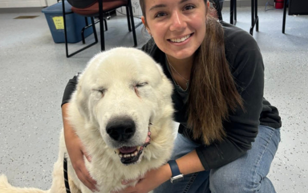 10歲虛弱狗狗超會演「被收養後變活龍」　主人傻：連獸醫都上當。（圖／翻攝自Humane Society of Monroe County）