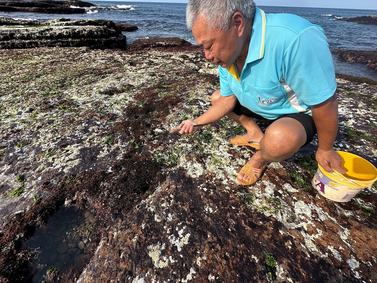 ▲品嚐潮間風味 東北角「海鋼盔」海味正當時。（圖／翻攝新北市政府官網）
