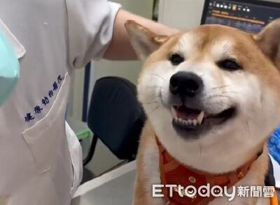 柴犬拒點眼藥水 被醫生誇誇「迷失自我」一秒就成功