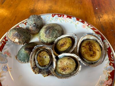 海鋼盔正肥美！涼拌炭烤爆炒爽吃