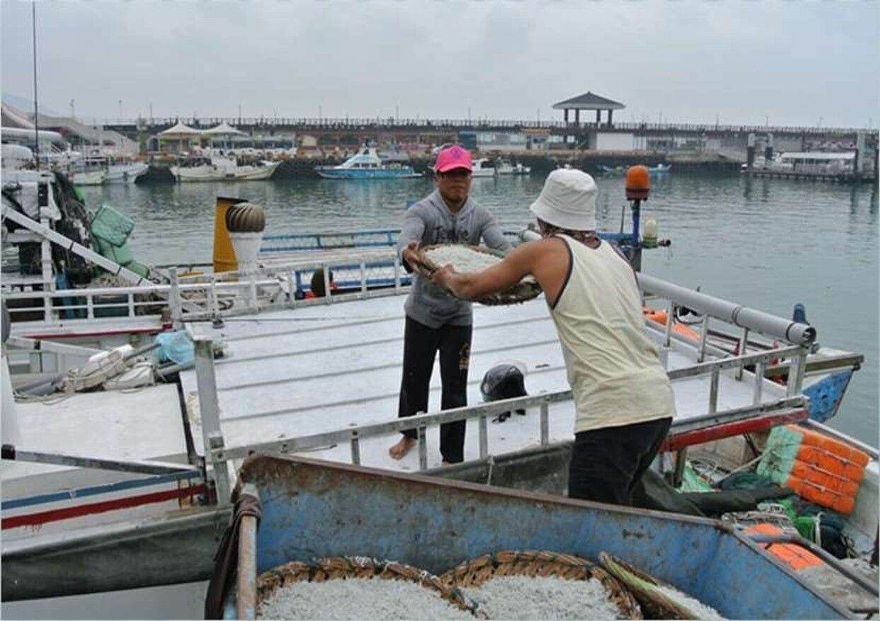 ▲新北6／15起實施魩鱙禁漁期。（圖／新北市漁業處提供）