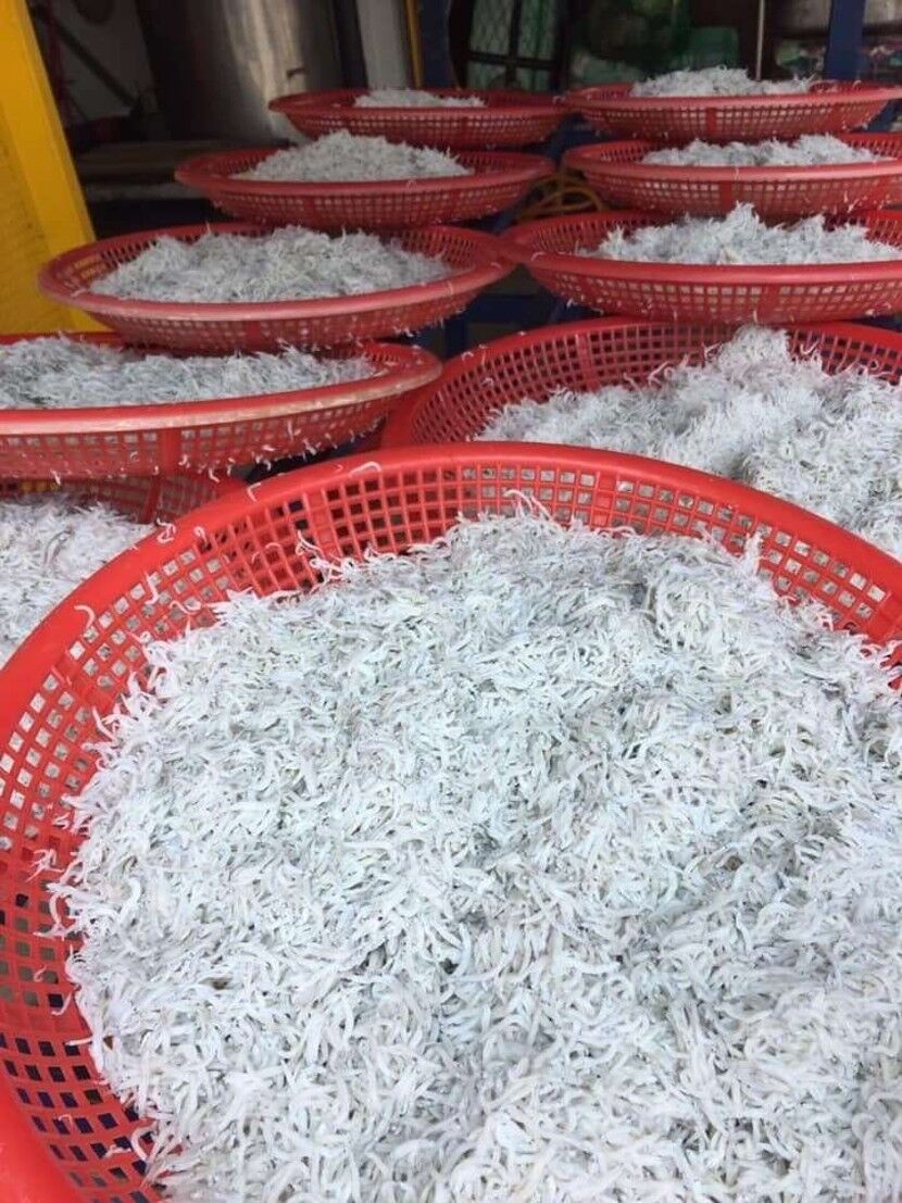 ▲新北6／15起實施魩鱙禁漁期。（圖／新北市漁業處提供）