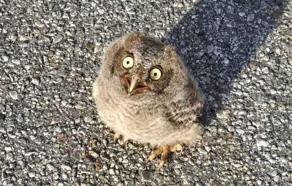 路上發現「一團小毛球」竟是貓頭鷹寶寶　警多做1動作被讚爆。（圖／翻攝自Pinellas County Sheriff`s Office）