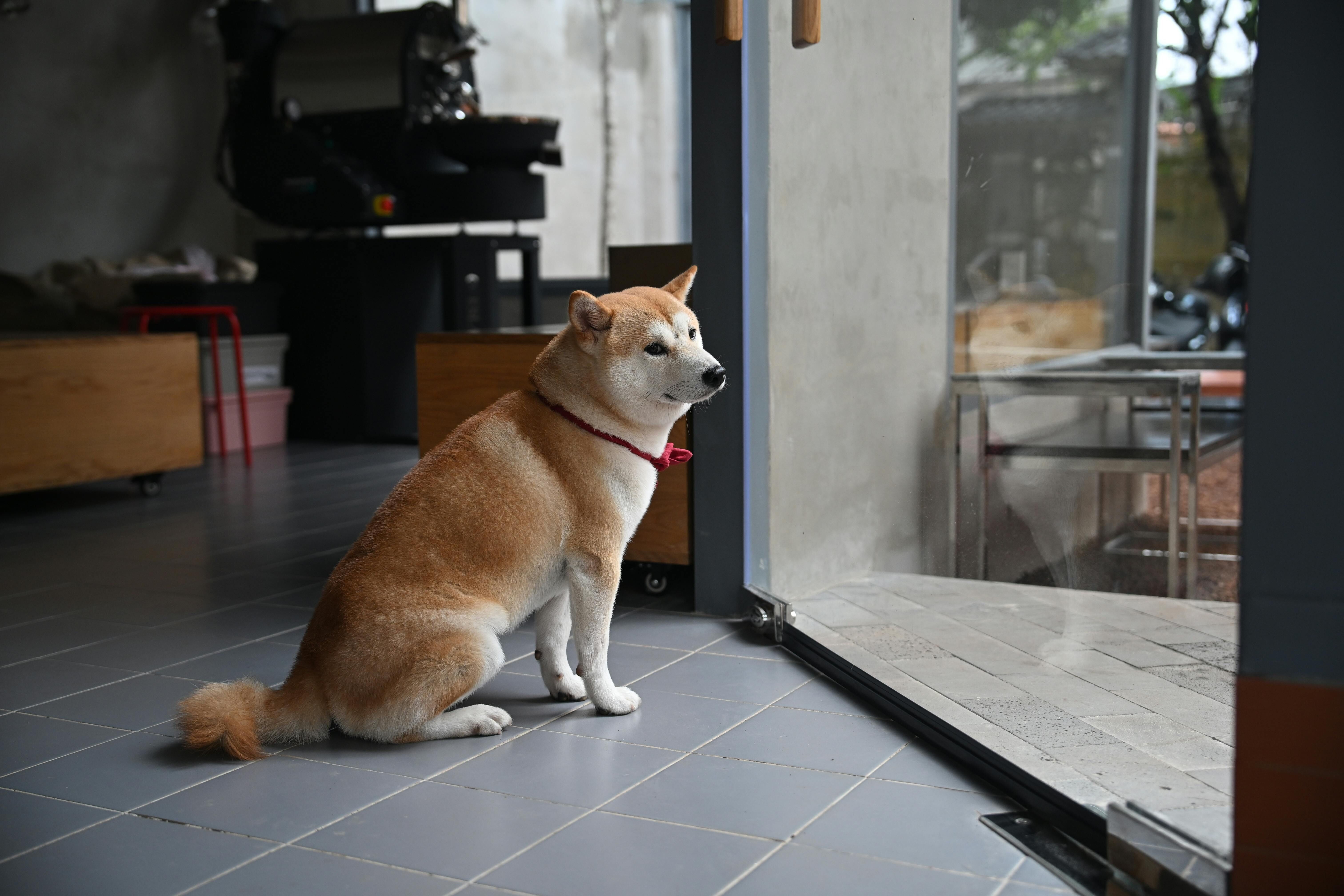 ▲▼寵物,動物,毛小孩,臨終,死亡,陪伴師,歐美。（圖／Pexels）