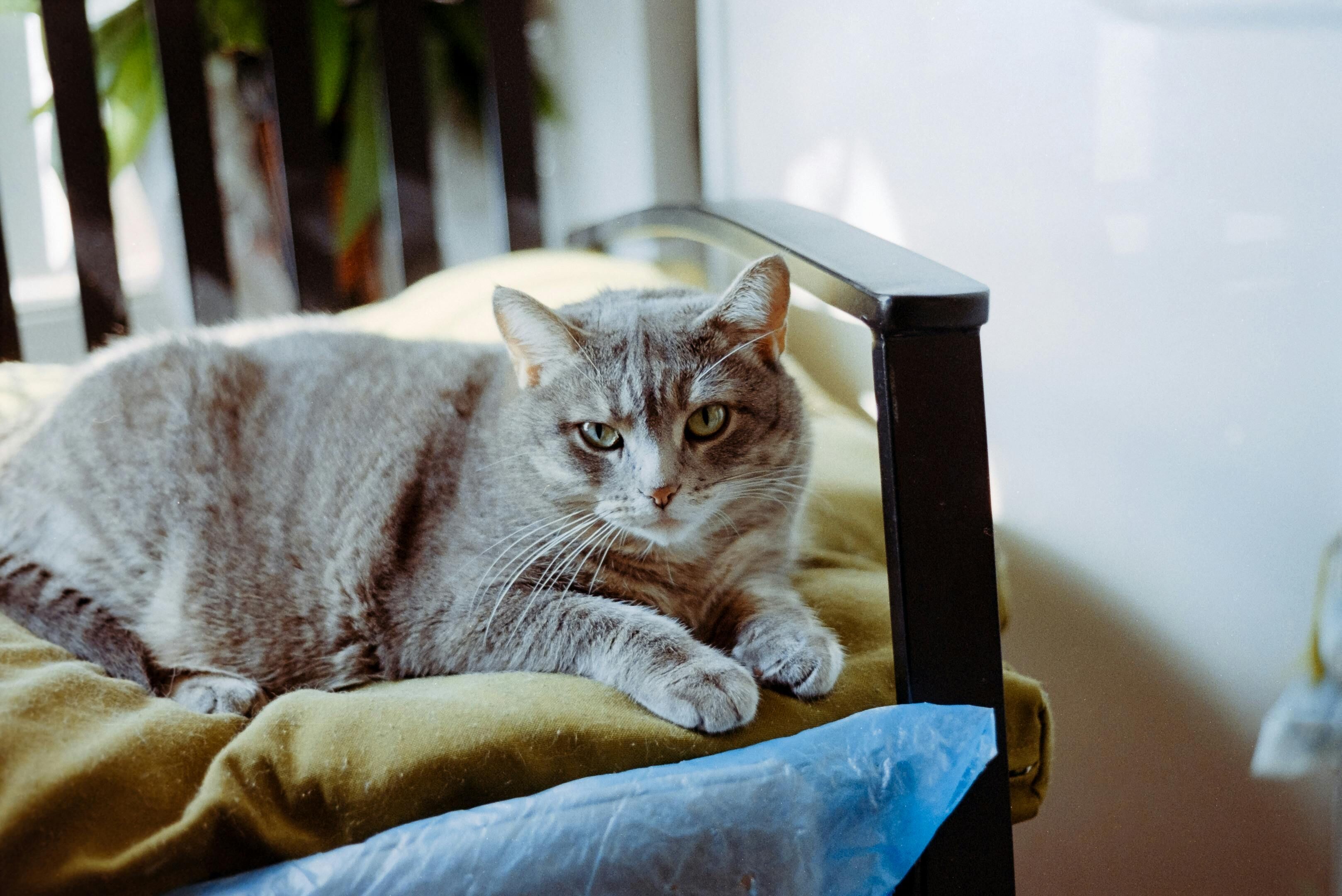 ▲▼寵物,動物,毛小孩,臨終,死亡,陪伴師,歐美。（圖／Pexels）