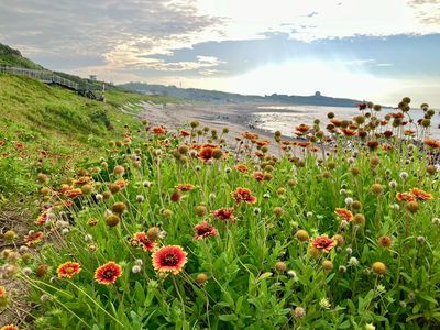 新北石門「天人菊」映襯湛藍海景