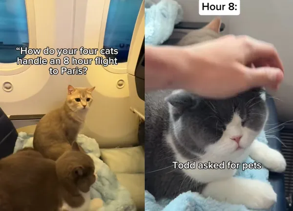 2年狂出國十次！男帶寵物貓環遊世界　搭機片爆紅網：根本天使貓。（圖／翻攝自TikTok／louieandtodd）