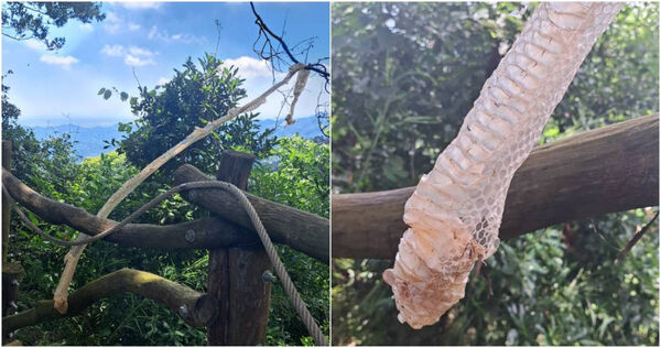 近日有登山客在台中知名大坑步道攀爬時，意外驚見一隻「2公尺長巨蛇」在蛻皮，畫面曝光驚呆網友。（圖／擷取自Facebook／大坑登山步道）