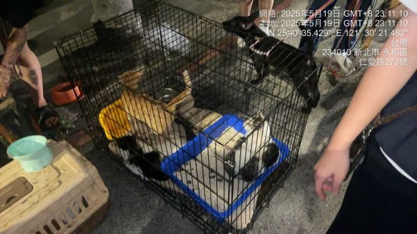港女狂養23隻寵物！返鄉竟棄養8貓1犬　動保處開罰55萬、列黑名單