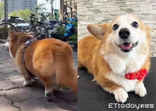 ▲。（圖／慈愛動物醫院提供）