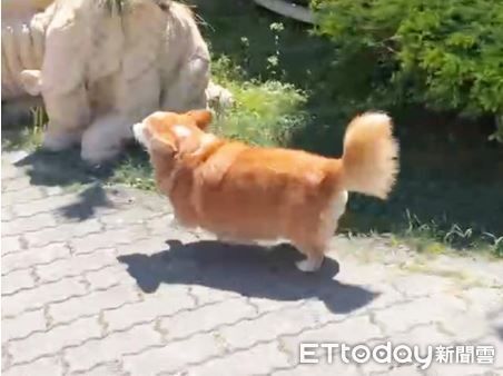 ▲。（圖／慈愛動物醫院提供）