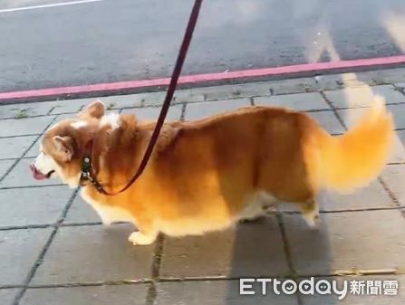 ▲。（圖／慈愛動物醫院提供）
