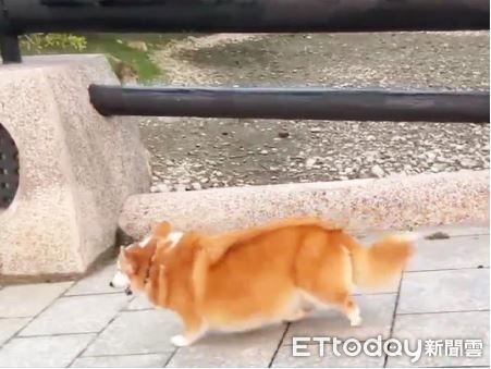 ▲。（圖／慈愛動物醫院提供）
