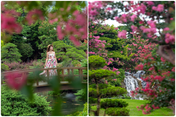 ▲彰化「成美文化園」迎來百日紅花開。（圖／IG@molly888666提供，請勿隨意翻拍，以免侵權）