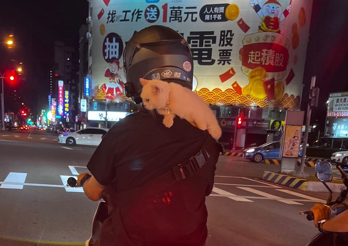 貓咪趴騎士肩膀「腳一直滑站不穩」畫面曝　後車看了超生氣　