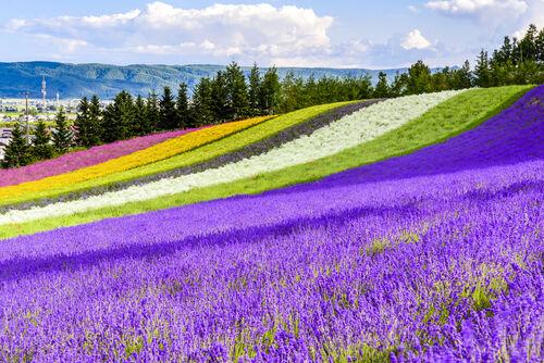像彩虹一樣的繽紛花田 夏天去北海道才看得見（圖／shutterstock）