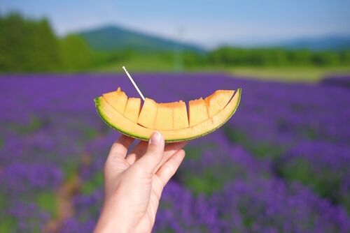 像彩虹一樣的繽紛花田 夏天去北海道才看得見（圖／shutterstock）