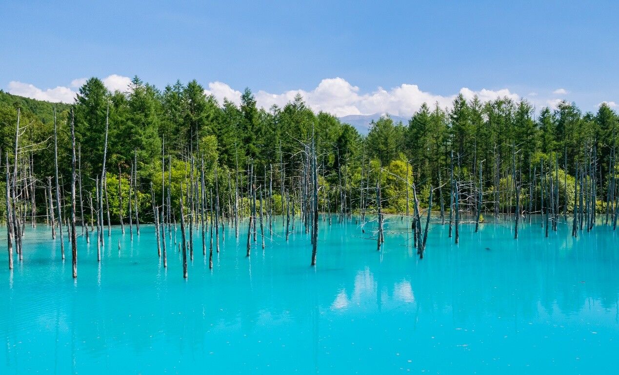 像彩虹一樣的繽紛花田 夏天去北海道才看得見（圖／shutterstock）