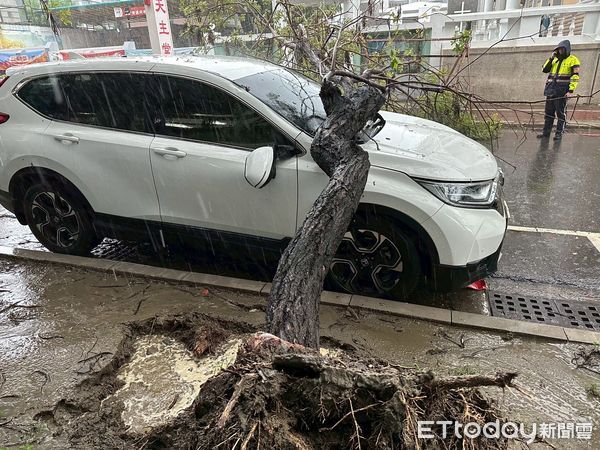 ▲台南市中西區南寧街一棵路樹13日早上因強降雨倒塌，警方拉起封鎖線警戒。（記者林東良翻攝，下同）