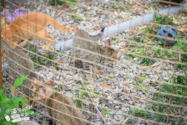 ▲▼喜鵲方舟FairyLand。（圖／部落客滿分的旅遊札記授權提供）