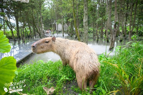 ▲▼喜鵲方舟FairyLand。（圖／部落客滿分的旅遊札記授權提供）