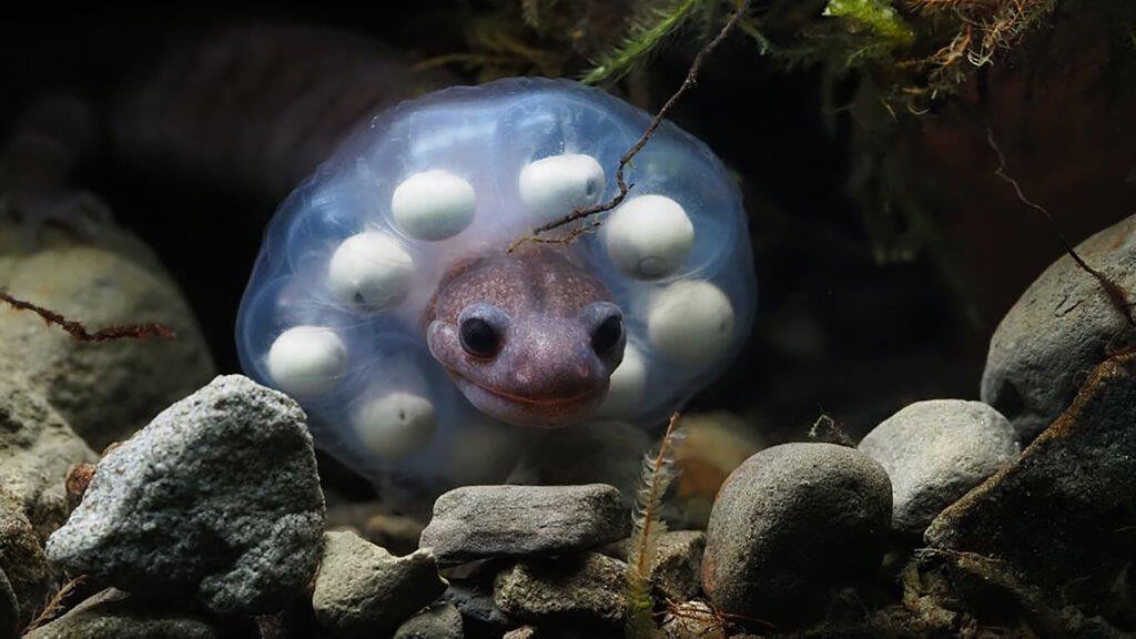 ▲▼         山椒魚    。（圖／玉山國家公園管理處提供）