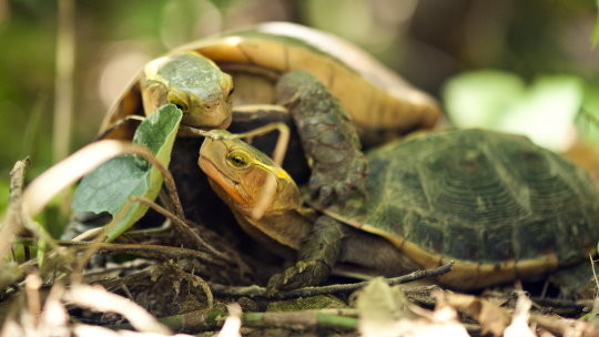 食蛇龜交配，在野外達性成熟需超過10年，遭盜獵後族群復原需要相當長的時間。（圖／台北翡翠水庫管理局）