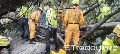 快訊/逢甲碩一生遭大樹重壓慘死!傷勢曝光 頭臉骨盆全嚴重變形