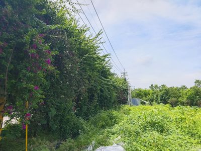 枝葉纏高壓電！彰化網美聖地恐成「死亡圍牆」　隨時可能觸電爆炸