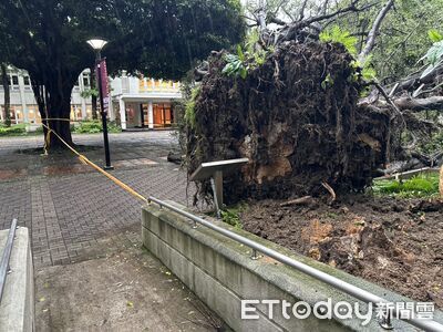 逢甲「榕榕健康步道」藏奪命大樹! 23歲碩一生無辜慘死