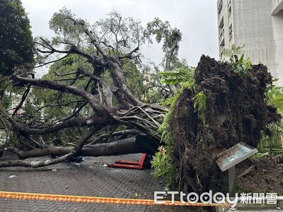 逢甲大學樹倒壓死碩士生！農業部：專家才知道　校長5人不起訴