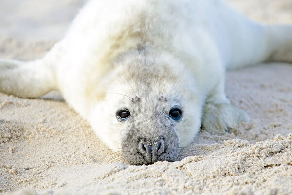 ▲▼海豹,Grey seal。（示意圖／達志影像）