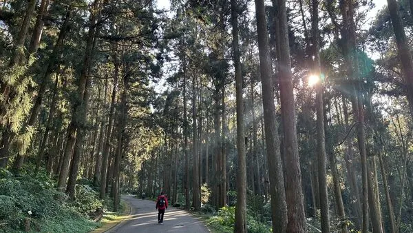 ▲溪頭自然教育園區內的溪頭福華，推出暑假住一送一優惠。（圖／溪頭福華渡假飯店提供）