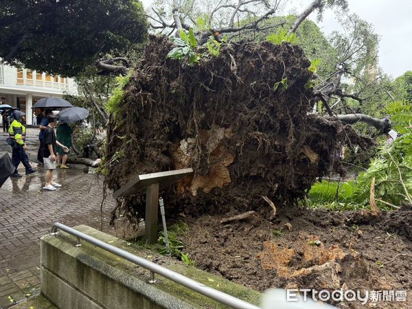 ▲逢甲大學校園內路樹倒塌，現場畫面曝光。（圖／記者鄧木卿翻攝，下同）