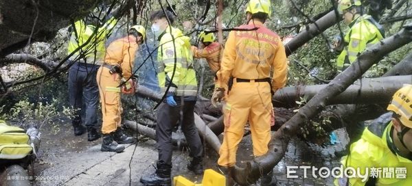▲逢甲大學校園內路樹倒塌，現場畫面曝光。（圖／記者鄧木卿翻攝，下同）